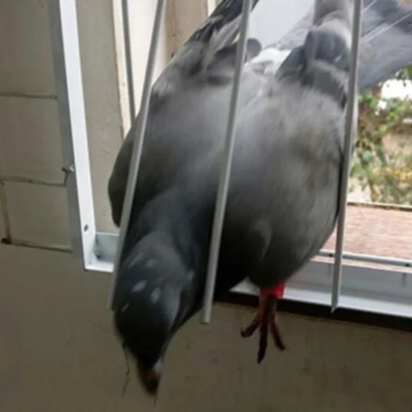 Sturdy Pigeon Jumping Cage Door Racing Trap Bird House Entrance Loft Gate Pet Products Bird Cages Nests Pigeon Trap Pigeon Birds