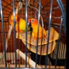 Winter Warm Bird Nest House Shed Hut Hanging Hammock Finch Cage Plush Fluffy Birds Hut Hideaway for Parrot Bird Cage Accessories