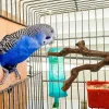 Pet Standing Stick Wild Grape Wood Pole Parrot Cockatiel Parakeet Station Board Bite Claw Grinding Toy Bird Cage Accessories