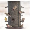Giant combination screen bird feeder, 10 lb capacity, built-in drain, screw cap design, easy to fill, suitable for bird lovers