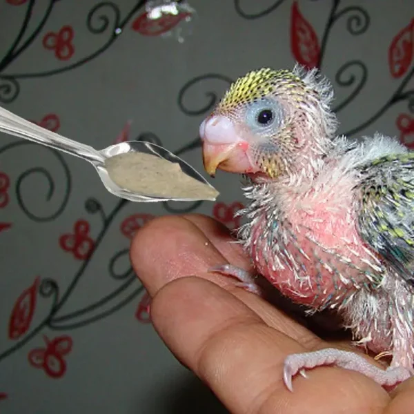 10pcs Portable baby bird feeding water spoon bird parrot feeding spoon stainless steel water milk powder feeder Animal Care Tool
