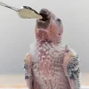 10pcs Portable baby bird feeding water spoon bird parrot feeding spoon stainless steel water milk powder feeder Animal Care Tool