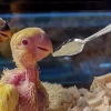 10pcs Portable baby bird feeding water spoon bird parrot feeding spoon stainless steel water milk powder feeder Animal Care Tool